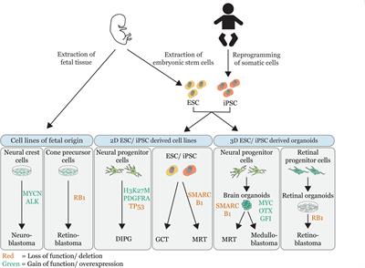 In vitro Modeling of Embryonal Tumors